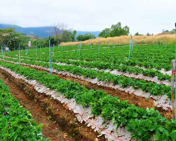 梧州智能灌溉